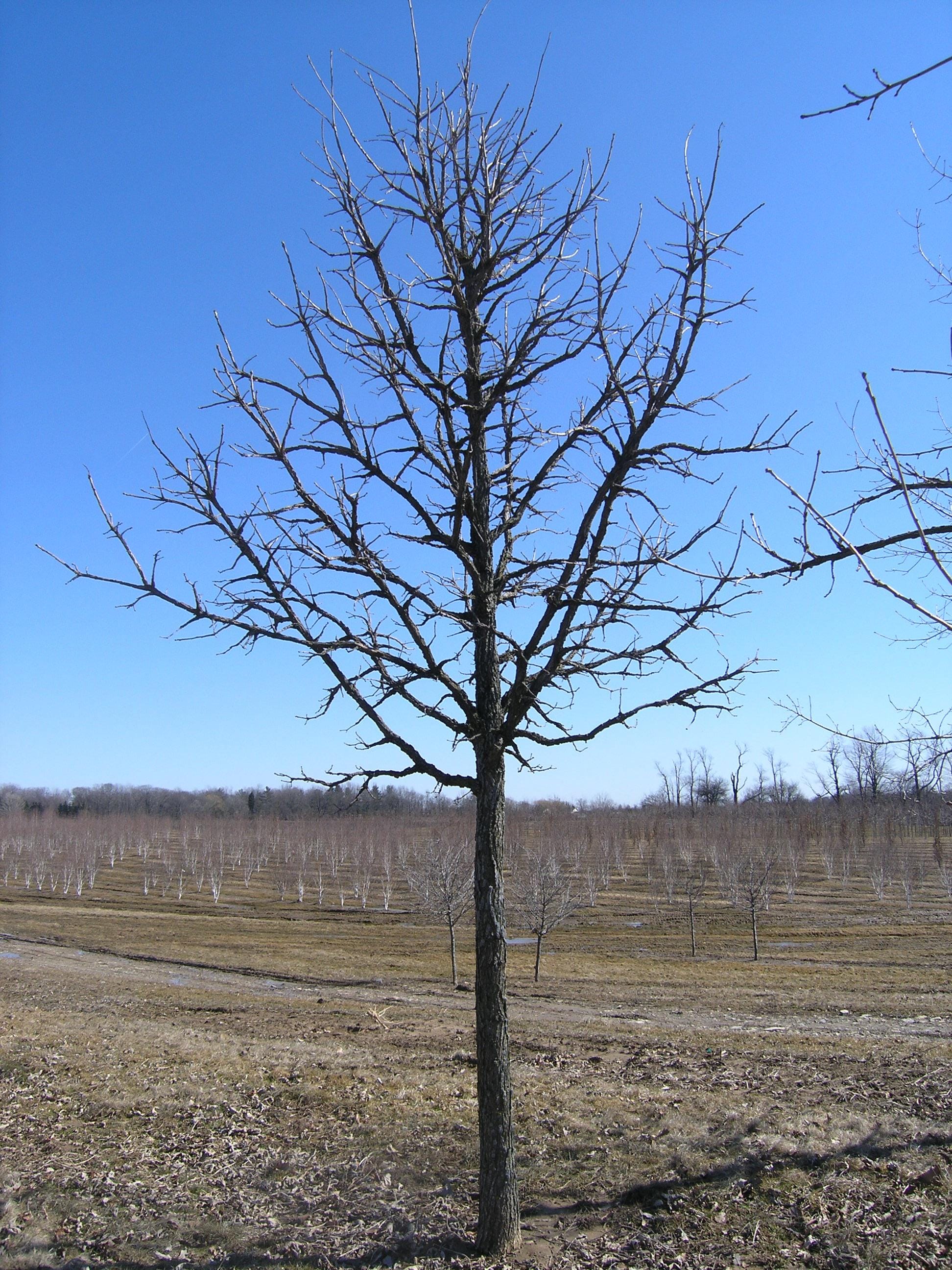 Quercus macrocarpa